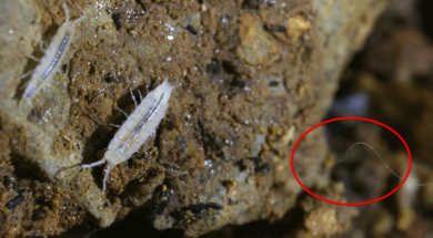 crostacei_-Luana-Aimar_wm