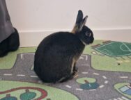 coniglio ats brianza