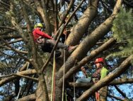 tree climbing