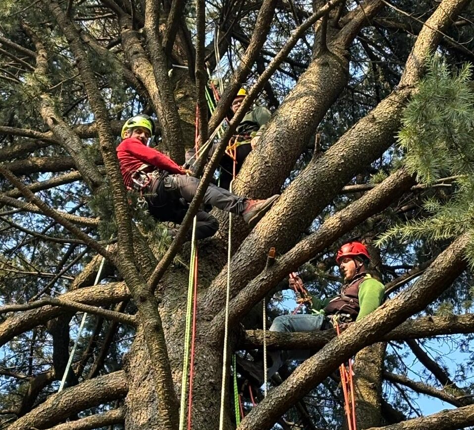 ENAIP MONTICELLO BRIANZA: CONCLUSO CON SUCCESSO IL PRIMO CORSO DI TREE-CLIMBING