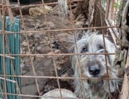 cani detenuti