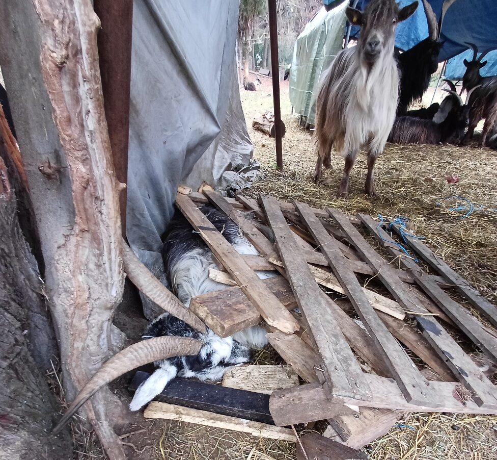 ATS BRIANZA CHIUDE UN ALLEVAMENTO NEL LECCHESE: SEQUESTRATI 30 ANIMALI