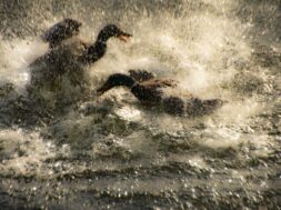 1° posto Duello per la dama