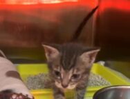 Gatto dopo il recupero
