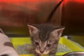 Gatto dopo il recupero