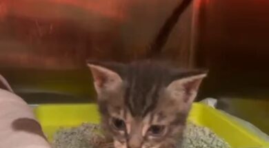 Gatto dopo il recupero
