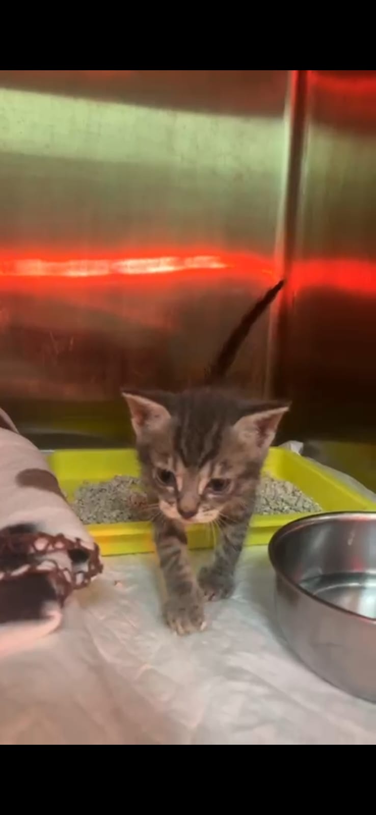 PERLEDO, GATTINO ABBANDONATO NELLA CAMPANA DEL  VETRO: QUANTA CRUDELTA’