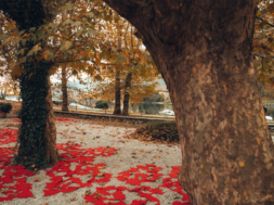 lecco si tinge di rosso