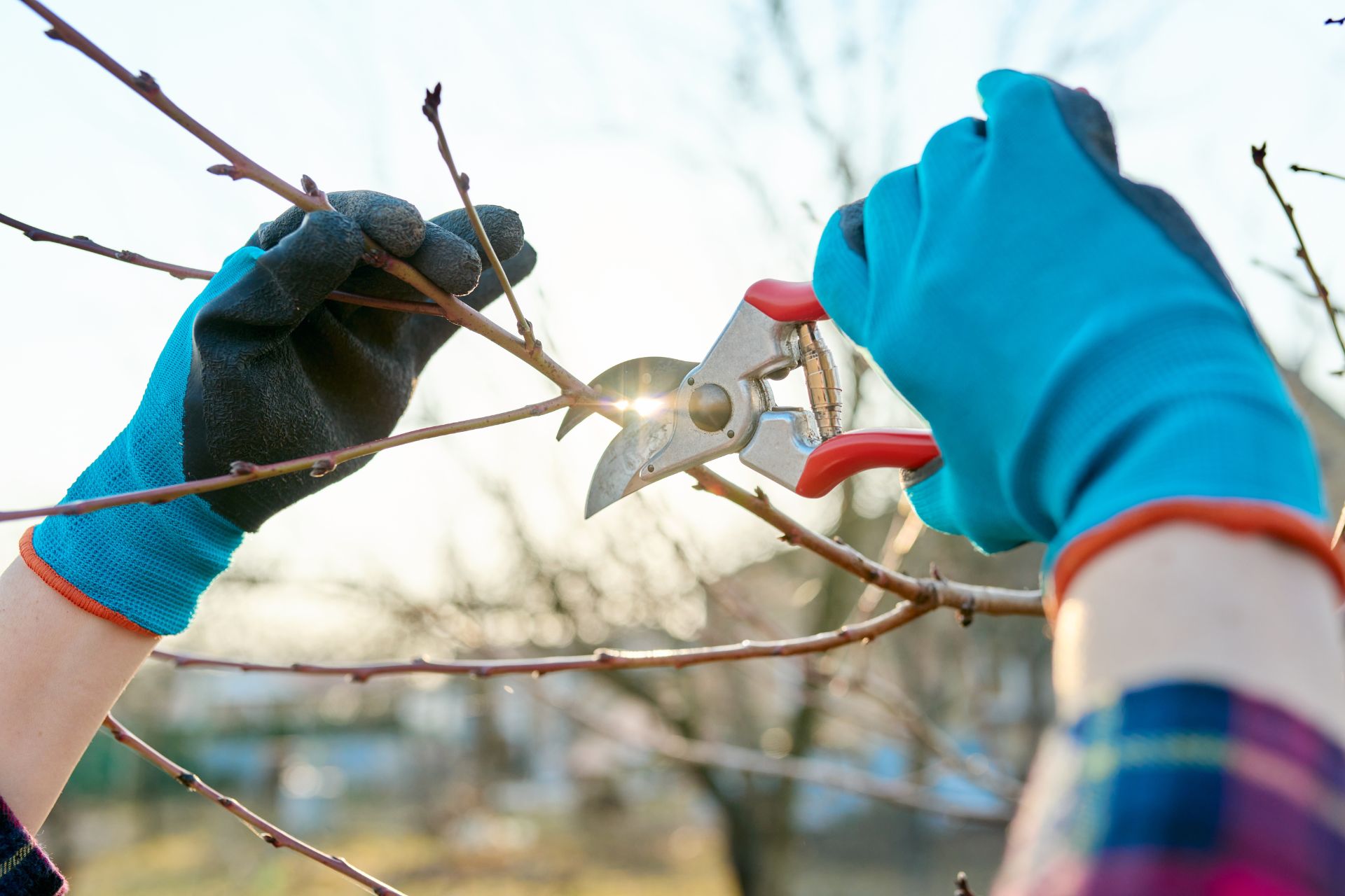 A CASCINA RAPELLO TORNA IL CORSO DI POTATURA DEGLI ALBERI DA FRUTTO