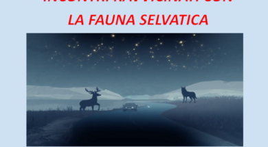 Screenshot 2026-04-15 at 16-38-26 C _Users_carbo_AppData_Local_Temp_msoD8D4.tmp – Incontri ravvicinati con la fauna selvatica-1.pdf