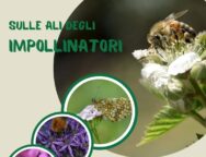 impollinatori