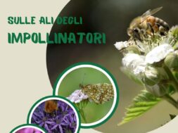 impollinatori