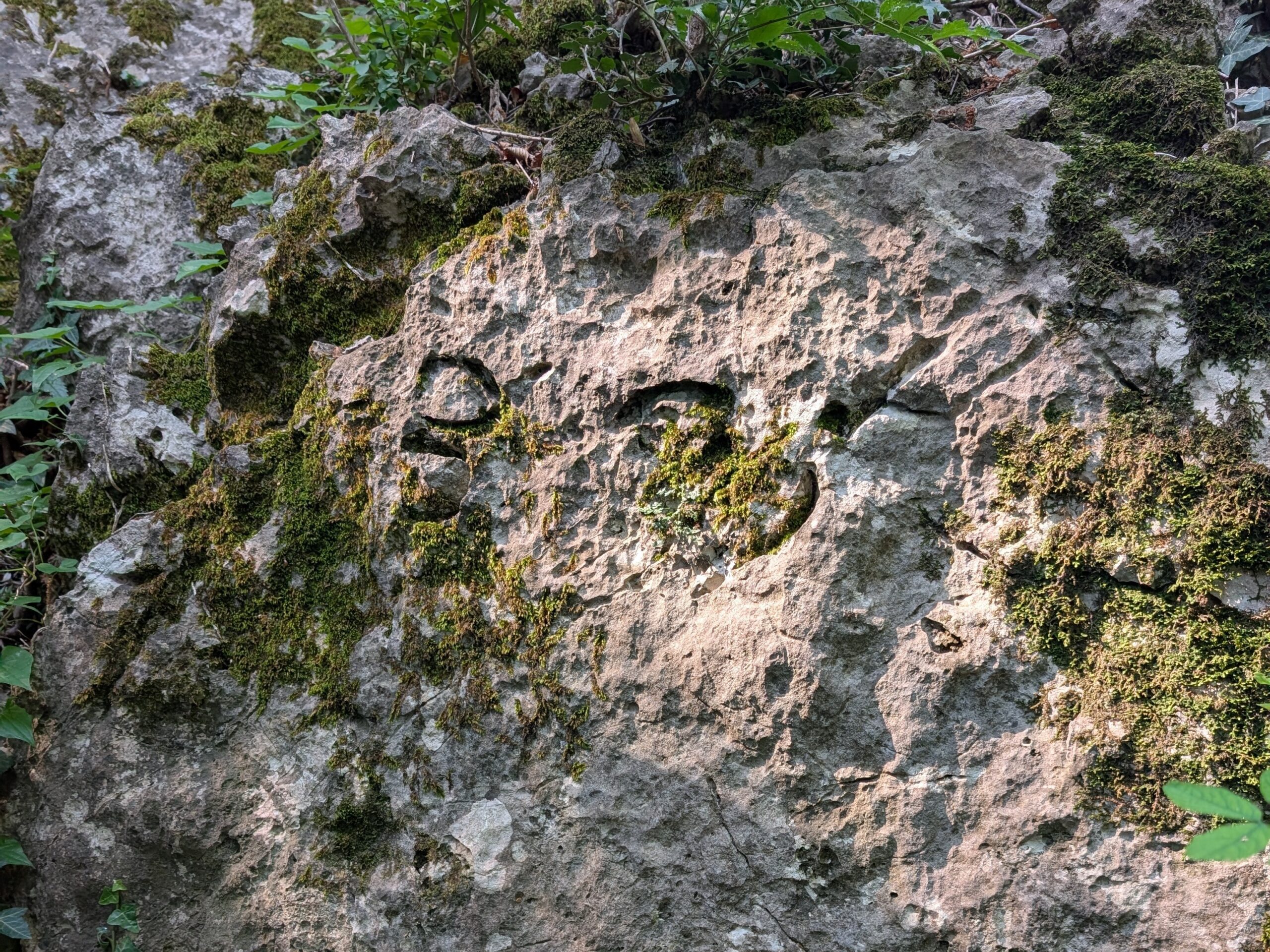RISCOPERTI I FOSSILI STUDIATI DA ANTONIO STOPPANI NEL PARCO DEL MONTE BARRO