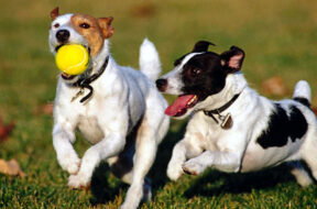 cani-giocano-tra-loro-1-800×400-2