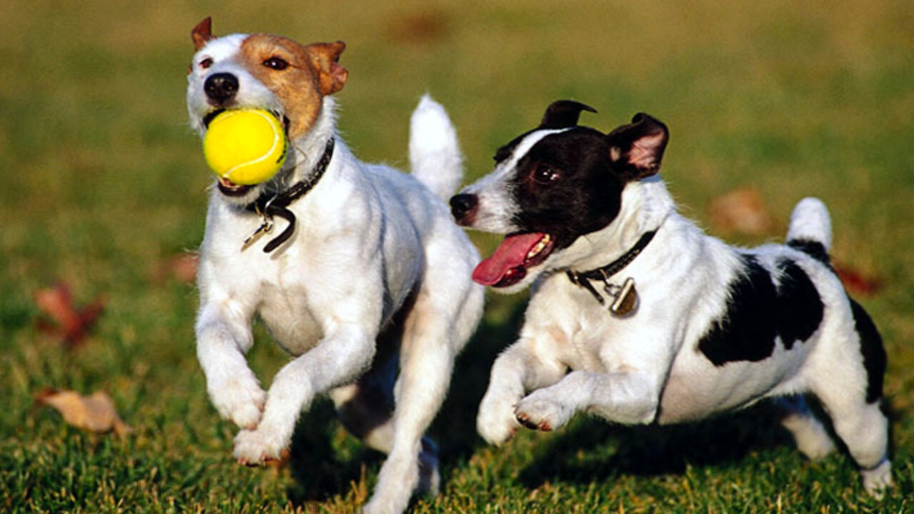 PATENTINO PER PROPRIETARI DI CANI, QUASI 1.500 PERSONE FORMATE DA ATS BRIANZA IN TRE ANNI