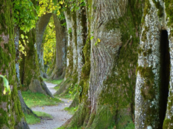 immagine-passeggiata-alberi-pixabay
