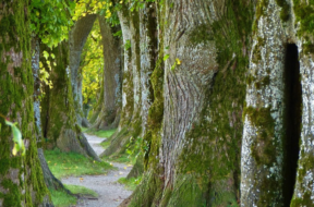 immagine-passeggiata-alberi-pixabay