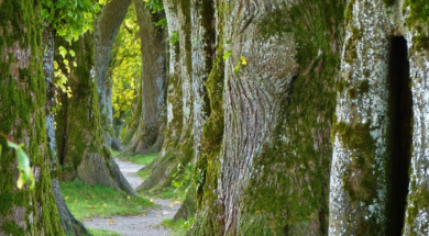 immagine-passeggiata-alberi-pixabay