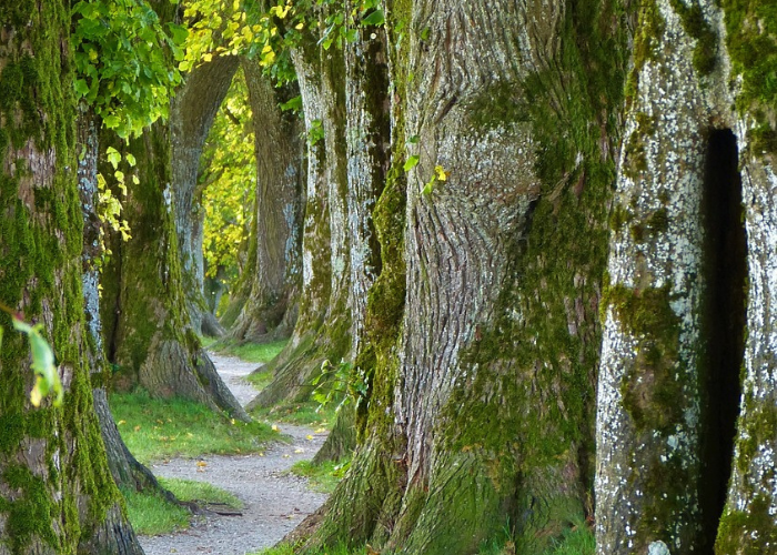 ALBERI PIU’ SICURI GRAZIE ALL’INTELLIGENZA ARTIFICIALE: AL VIA IL PROGETTO INTERREG TREES4PROLANDS