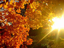 sole autunno-2