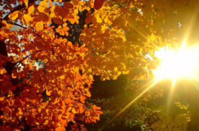 sole autunno-2