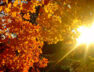 sole autunno-2